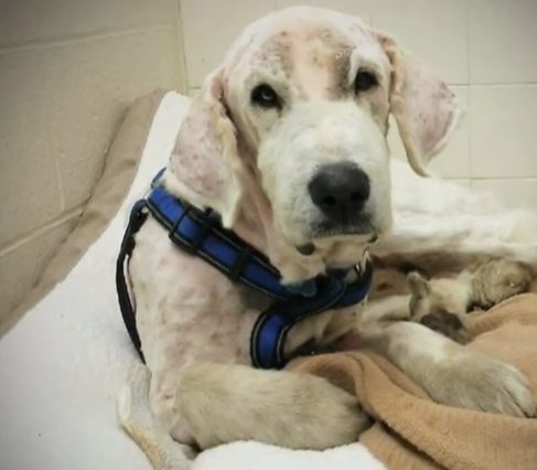 After the Great Pyrenees Club of Western Pennsylvania Rescue removed Henry (whose name back then was Odin) from his home in Florida, he had a hard time adjusting to his first foster home.