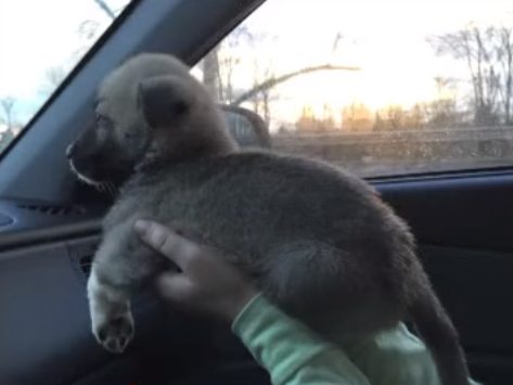 Jondahl noticed that Lacey was quiet on the car ride home, but she chalked it up to her being tired after the day's events. The morning after, though, Lacey began throwing up.