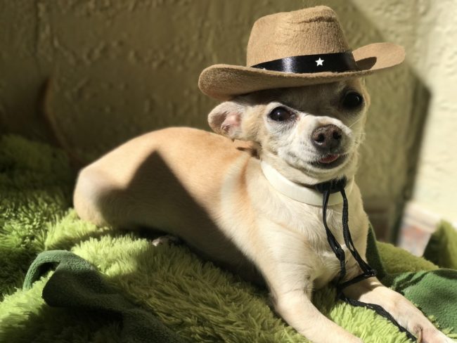 This pup is ready for Westworld.