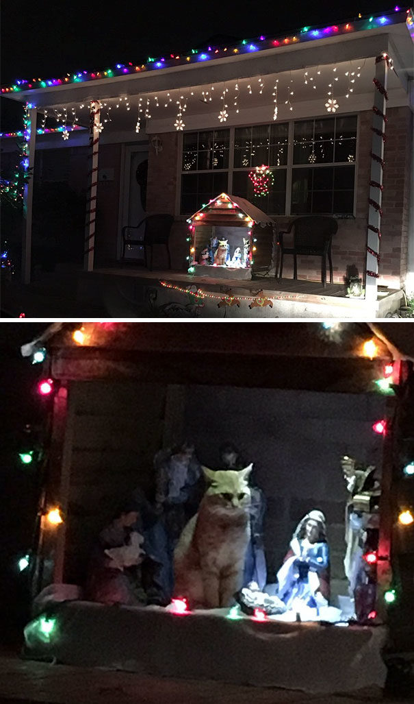 Much like the wise men, this kitty is here to pay his respects to the newborn king.