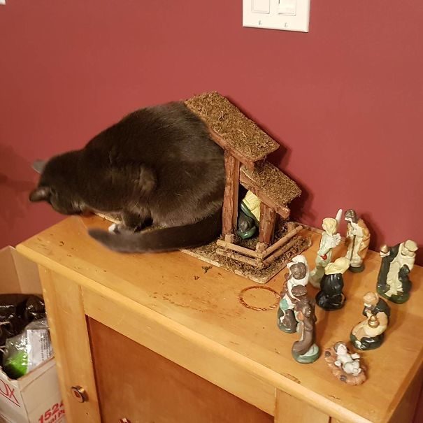 "And the angel said unto them, 'Behold, a cat stuffed itself into a manger.'"