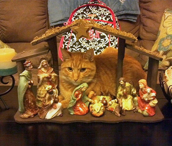 "Dad sent me this picture with the comment, 'He brought gold, frankincense, and purr.'"