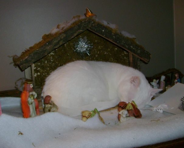 This is all just a big misunderstanding. They were talking about putting the baby in the manger, and this cutie is named Baby. 