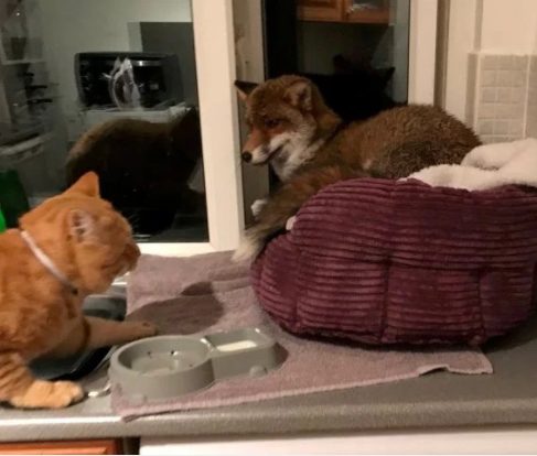 George was less than pleased when he came back, but despite his hiss-filled protests, the fox didn't budge. &ldquo;He was very tame. He did not want to leave,&rdquo; Blayze said, adding that he didn't seem to be frightened at all. She had to tilt the bed toward the window to finally coax the friendly animal out.