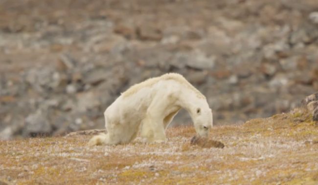 Seals are the main staple of a polar bear's diet, but with sea ice melting, they're much more difficult to come by. This emaciated bear likely died of starvation shortly after being filmed.