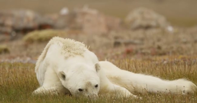Feeding polar bears is illegal, so there isn't much Nicklen or anyone else could have done to save it.