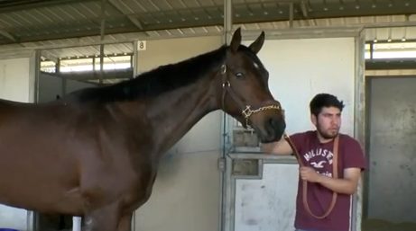 Leo Tapia is a groom who works at the stables and takes care of the horses. He shares a close bond with each and considers them family.
