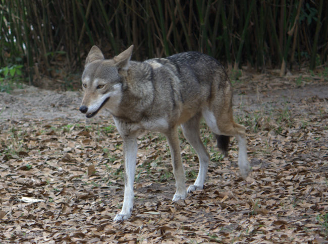 The Trump-led GOP aims to stop recovery efforts for North Carolina's extremely threatened Red Wolf population. Despite experts saying it's not too late to save the wolves, it's become a priority to actually force them into extinction because, well, Republicans think the protection of animals is not even worth the pittance allocated to it right now.
