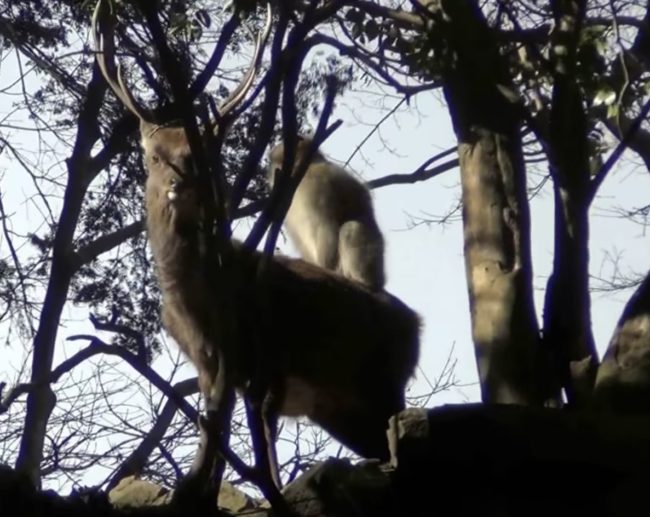 In short, monkeys and sika deer in Japan have been caught doing the nasty. Researchers are claiming that the sexual interactions could be a newly learned behavior, and needless to say, it's making people scratch their heads.