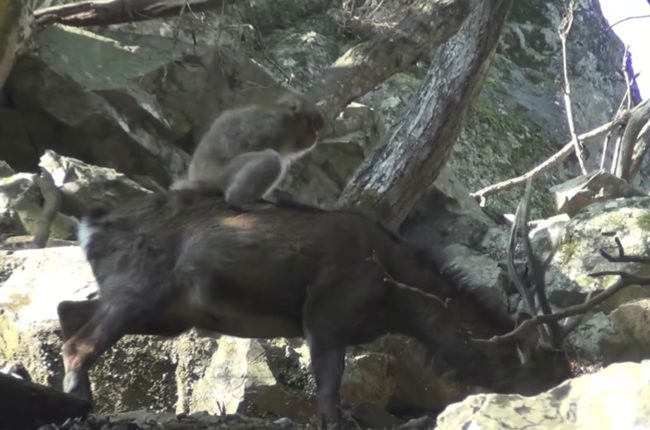 Over the course of two months, the researchers observed five female monkeys mounting deer a total of 258 times. The same monkeys have also been observed simulating sex with one another.