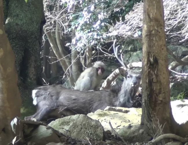 They discovered that when it comes to these inter-species trysts, it was adolescent female monkeys that took to rubbing their genitals on the backs of the deer.