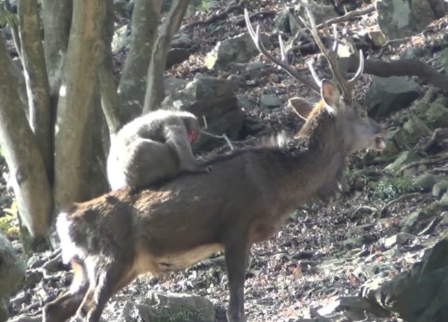 They found that the frequency of the snow monkeys mounting other monkeys and deer was exactly the same, but these sexual interactions only occur during the mating season.