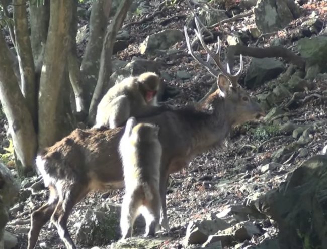 No&euml;lle Gunst, the co-author of the study, believes that these new behaviors are the result of the adolescent monkeys practicing sexual behaviors that they are not yet developed enough to complete.