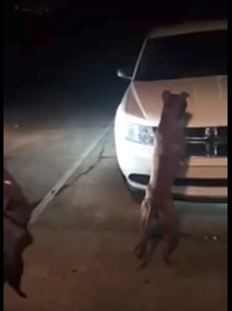 Fortunately, Lt. Locke followed protocol, continuing not to engage the dog until an animal control officer arrives with an improvised catch pole. The cats were safe, and no living beings were hurt. Still, Dilallo of course wanted compensation for her damage.