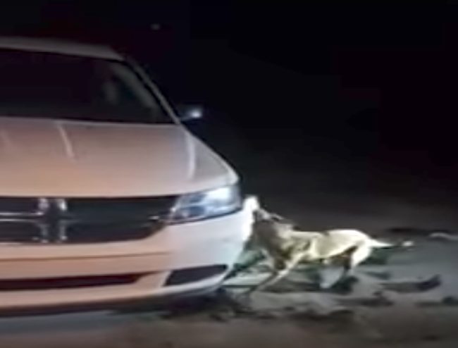 Jessica Dilallo called the police after seeing a dog ripping off the bumper of her car. Apparently, two small cats were hiding under the hood of the car, and police now believe he was trying to get to them.