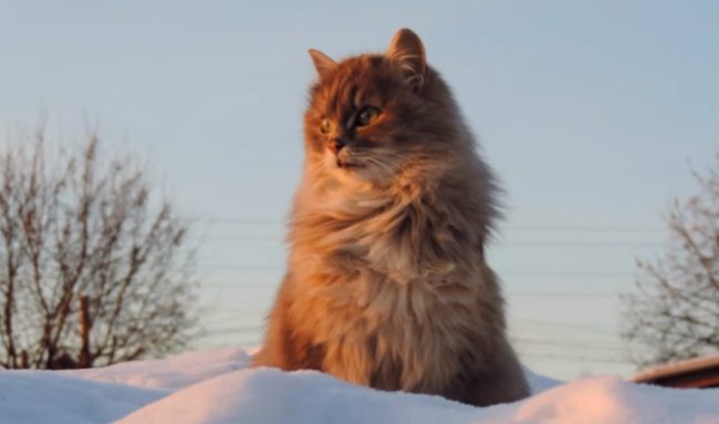 To call them majestic would be a severe understatement.