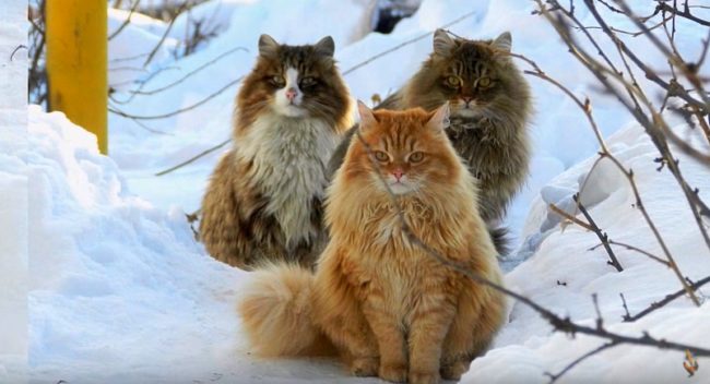 But Lebedeva says they serve a greater purpose than just being furry models.