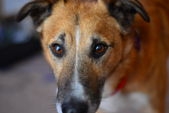 Gaze into your dog's eyes. While it's important to remember not to stare into just any dog's eyes, as they might interpret this as a threat or challenge, your pup will appreciate it because he trusts you and is comfortable with such intimacy. In fact, Dr. Brian Hare, Professor of Cognitive Neuroscience at Duke University, has said when your dog is staring at you, he's basically “hugging you with his eyes.”