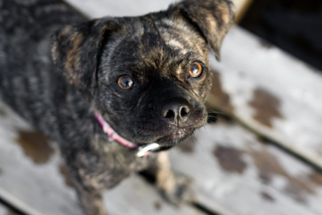 Raise your eyebrows while looking at your dog. As reported by iHeartDogs, a 2013 Japanese study published in the journal Behavioural Processes found that dogs raised their eyebrows -- particularly the left one -- when their owners greeted them. When greeted by strangers, they displayed significantly less facial activity. So if dogs raise their eyebrows to express happiness at seeing their owners, they'll likely understand you're happy to see them if you do the same!