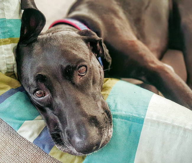 Share your bed with them. Letting your dogs sleep with you makes them not only feel like a part of the pack, so to speak, but it's also a sign of complete trust, as you and your dog are at your most vulnerable.