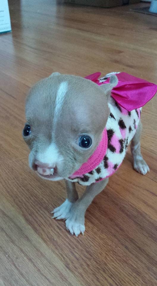 While there's no guarantee of Sasha's long-term survival, DeMarco and others who've grown to care for this sweet pup are enjoying spending as much time with her as possible.