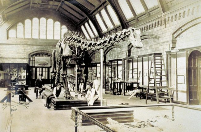 Dippy, who's a Diplodocus that lived more than 156 million years ago, was first assembled in London in 1905, but when the time came to construct the massive beast, his front feet went missing.