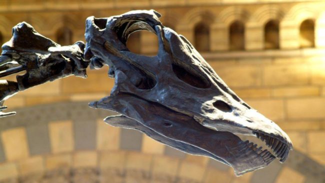 Experts at Toronto's Natural History Museum are preparing to correct an anatomic mistake that was made when Dippy was first put together. The team will be responsible for removing Dippy's front feet and replacing them with hands.