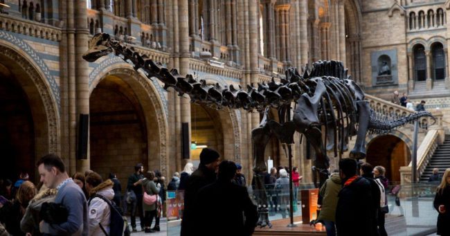 The original team speculated that in order to account for its enormous weight, the Diplodocus would need bulky feet in both the front and the back. This led to the inaccuracy of giving the cast replica two feet and two hands.