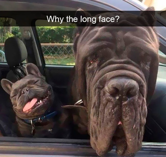 Here are some of the absolute best doggy-centric Snapchats that are the ir-RUFF-utable cutest.