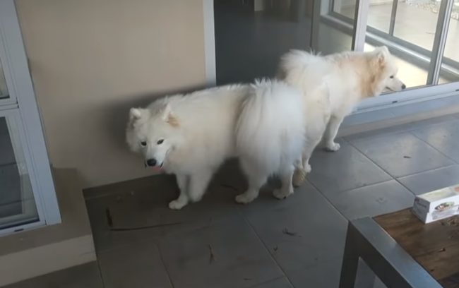 The main suspects? Bear and Simba. Brown hoped to draw out a confession from two-year-old Bear during his first interrogation, but it quickly became apparent that this particular pup hadn't been involved.