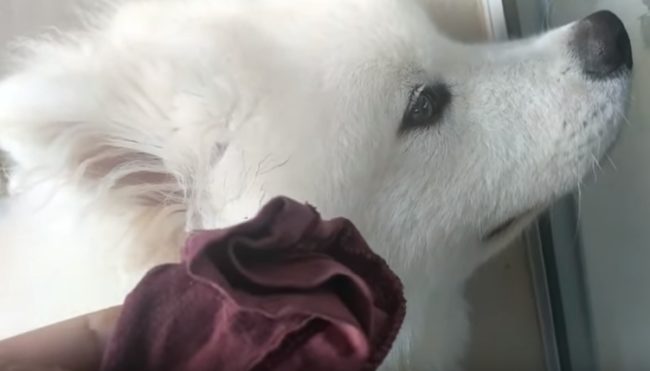 Seven-month-old Simba, on the other hand, was another story.