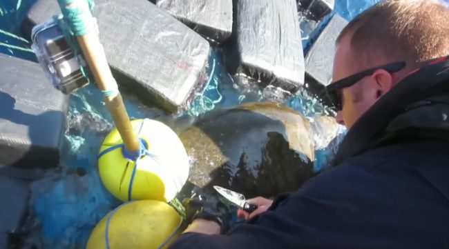 The poor creature had awful chaffing on its neck and flippers. Thankfully, a crew member was able to cut the lines and set it free before any more damage could be done.