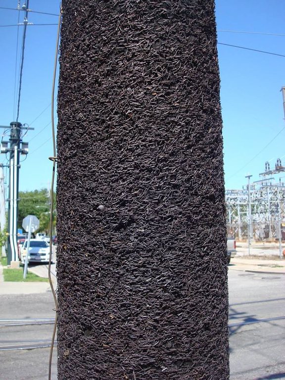 "This light post is outside of a popular music club in New Orleans. After 40 years of having band flyers stapled to it, there's no more room."