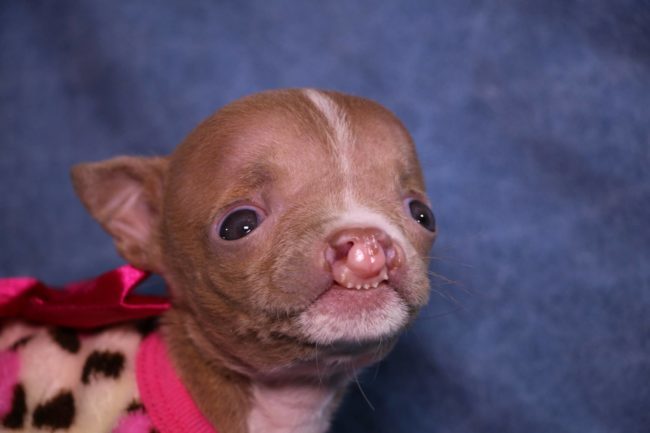 A tiny puppy named Sasha with multiple medical conditions, including cleft lip, cleft palate, and hydrocephalus, got a new lease on life thanks to a caring foster mom and a dedicated medical team.