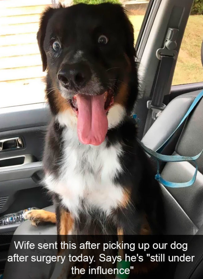 Hilarious doggie snapchats reminded us that our pups are basically the best thing in the entire world. 