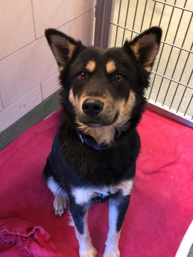 Now this sweet girl is at the Santa Fe Animal Shelter and Humane Society, where despite her treatment, workers say she's very social and loves people. They aren't yet sure whether she's actually pregnant. They say it's too early to tell.