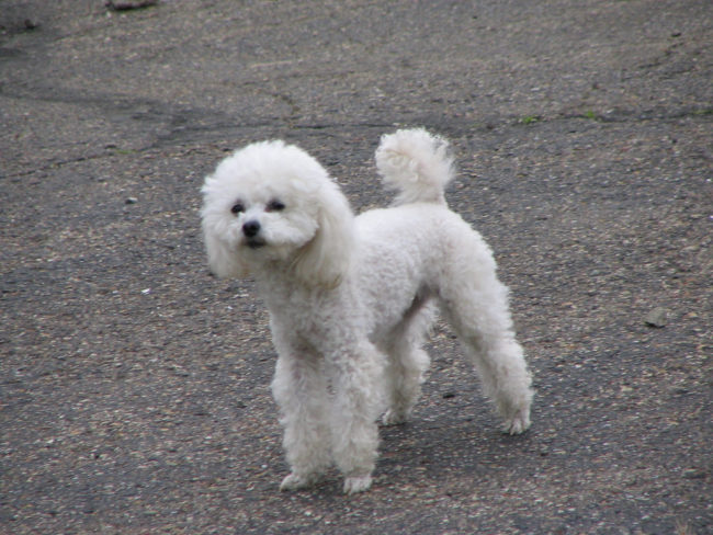 "Doggy-dog world" instead of "dog-eat-dog world"