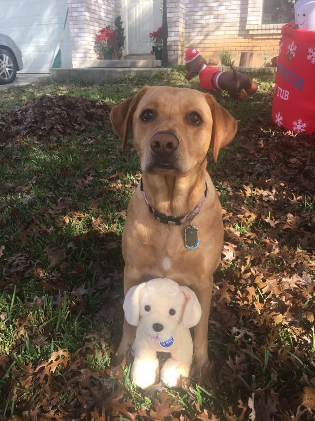Gabriella isn't the only one enjoying Jax 2.0's company. The woman's other pooch, Bella, has also taken a liking to her new stuffed companion.