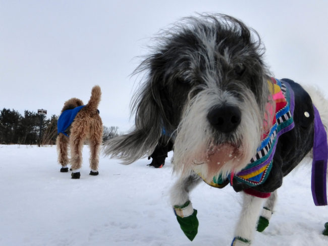 "Under 30 degrees, factoring in the wind chill, it's not going to be safe for any dog to be outside for an extended period of time," said Dr. Kim Smyth, a staff veterinarian with Petplan insurance. "You can buy yourself a little bit of time with warm weather clothing." If you aren't using booties, wipe down your dog's paws when they come inside and check their pads for redness or swelling.