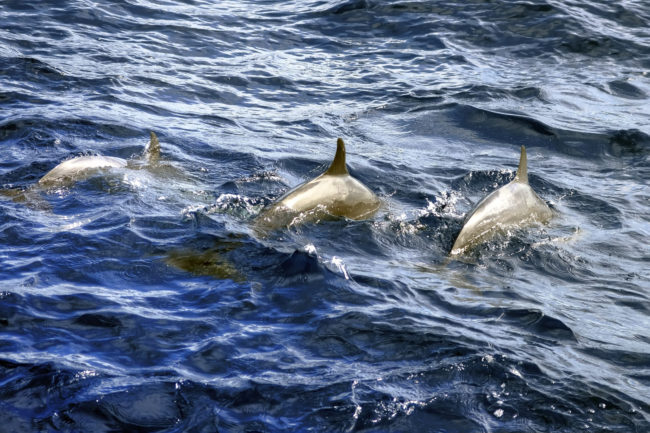 A BBC documentary series was following a pod of dolphins when they noticed some odd behavior. The dolphins appeared to be getting high off of pufferfish.