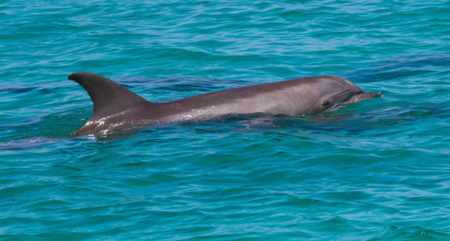 While this behavior had never been filmed before, the ease with which the dolphins were performing this activity (and enjoying it!) indicates that it may be a relatively common behavior.