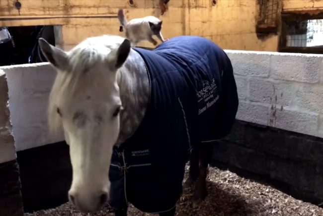 Comet's trainer, Emma Massingale, caught footage of Louis and Comet preparing for a day riding through the countryside. Their journey begins in the stables, as Louis walks along a stone partition to jump onto Comet's back.
