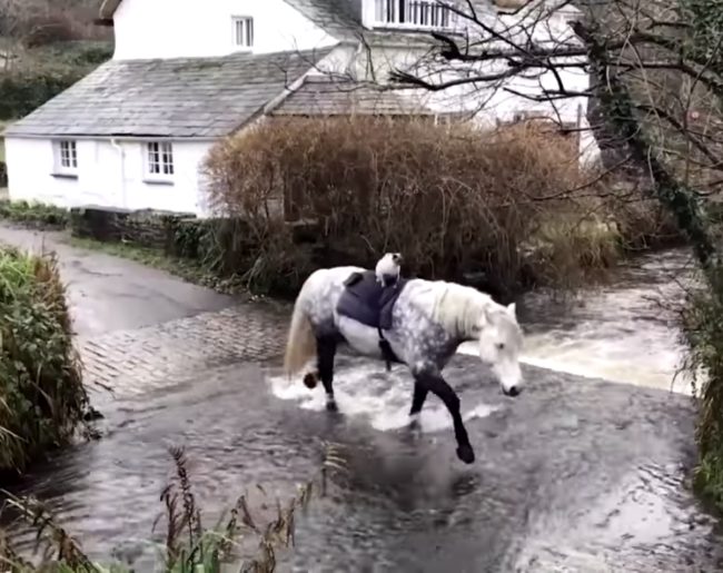 Along the way, these BFFs can be seen crossing a bridge, walking through a stream of water, and just enjoying each other's company.
