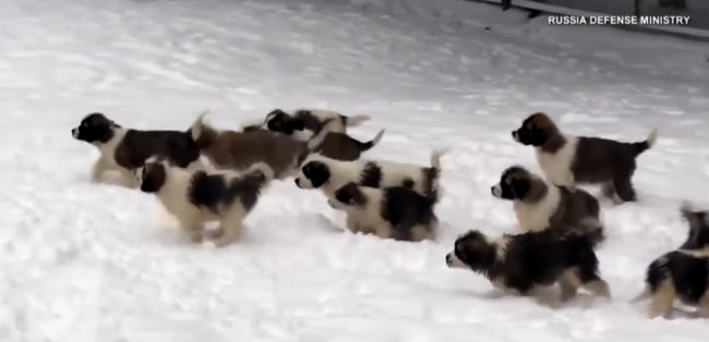 In the clip, dozens of puppies of varying breeds can be seen running and playing about without a care in the world.
