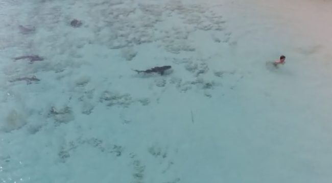 Fearing for the boy's life as the hungry sharks start to circle him, Tkachenko, uncertain if the kiddo is too far from the shore to hear him, screamed for him to run away from the dangerous situation.