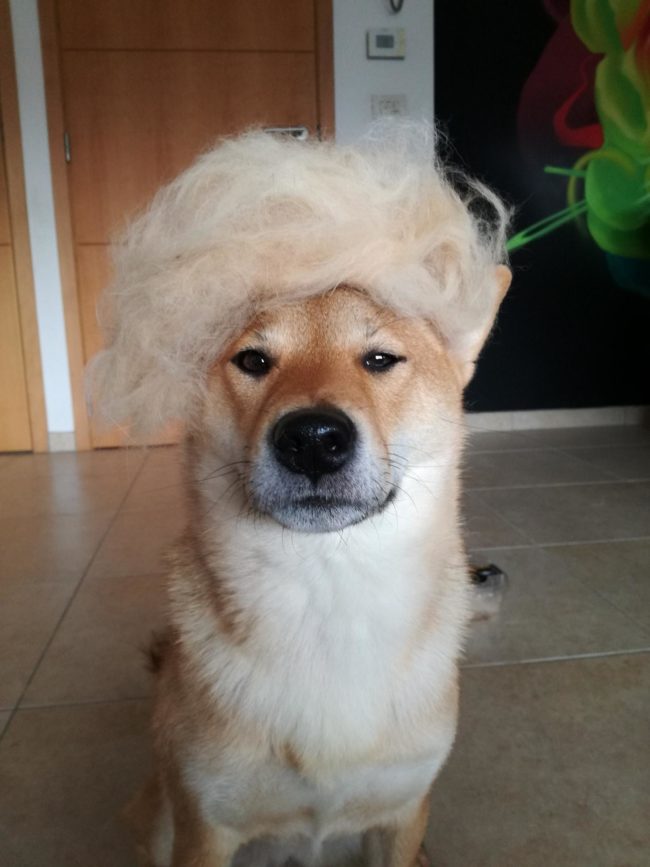 Behold, the 'Fake News'! Aww, looks like this pup has had enough for today.