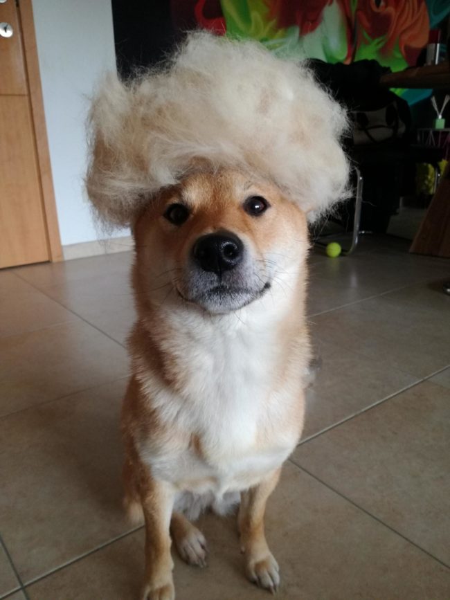 Her owner decided to make her a wig, and at first she was really into it.