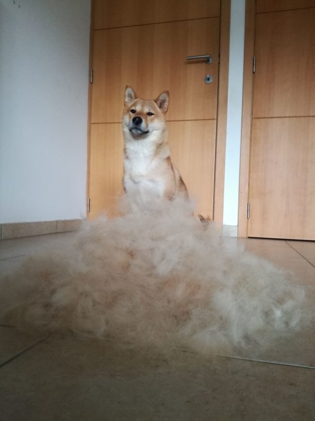 Sumi the Shiba Inu has a LOT of fur, but she was a good dog throughout the entire grooming process.