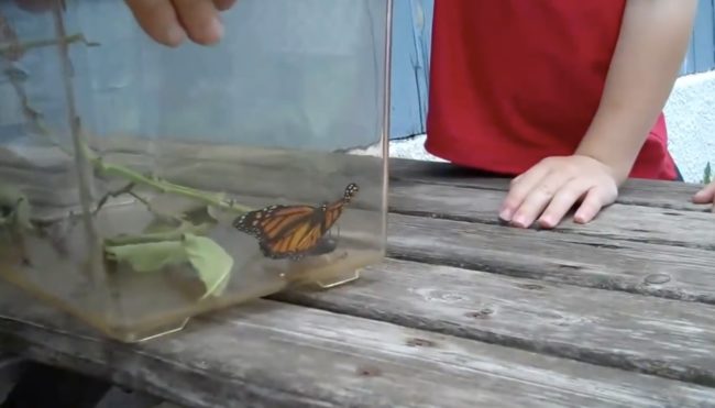 But after weeks of keeping their new pet in a bug cage, it was finally time to set it free into the real world.