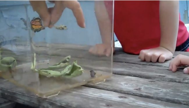 So as Dad took off the lid and prepared for the butterfly to soar into the sky, the pretty bug had other plans.